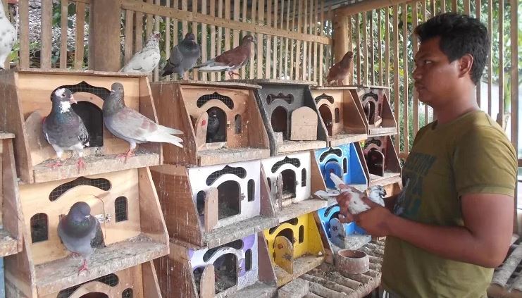 Yuk Ketahui Keuntungan Bisnis Burung Dara Hingga Saat Ini